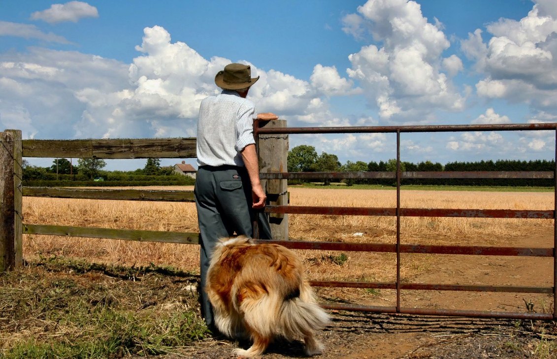 A Yild family dog