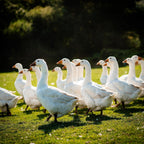 Free Range Christmas Goose