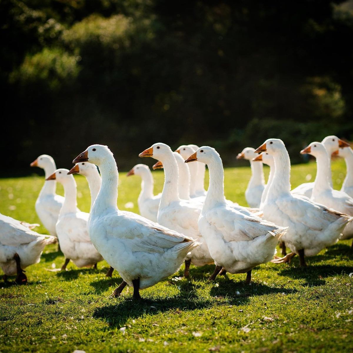 Free Range Christmas Goose