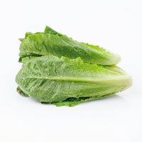 Cos Lettuce