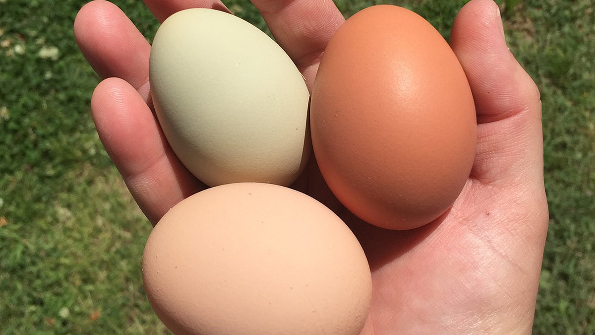 Barradale Eggs