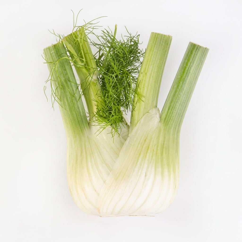 Fennel