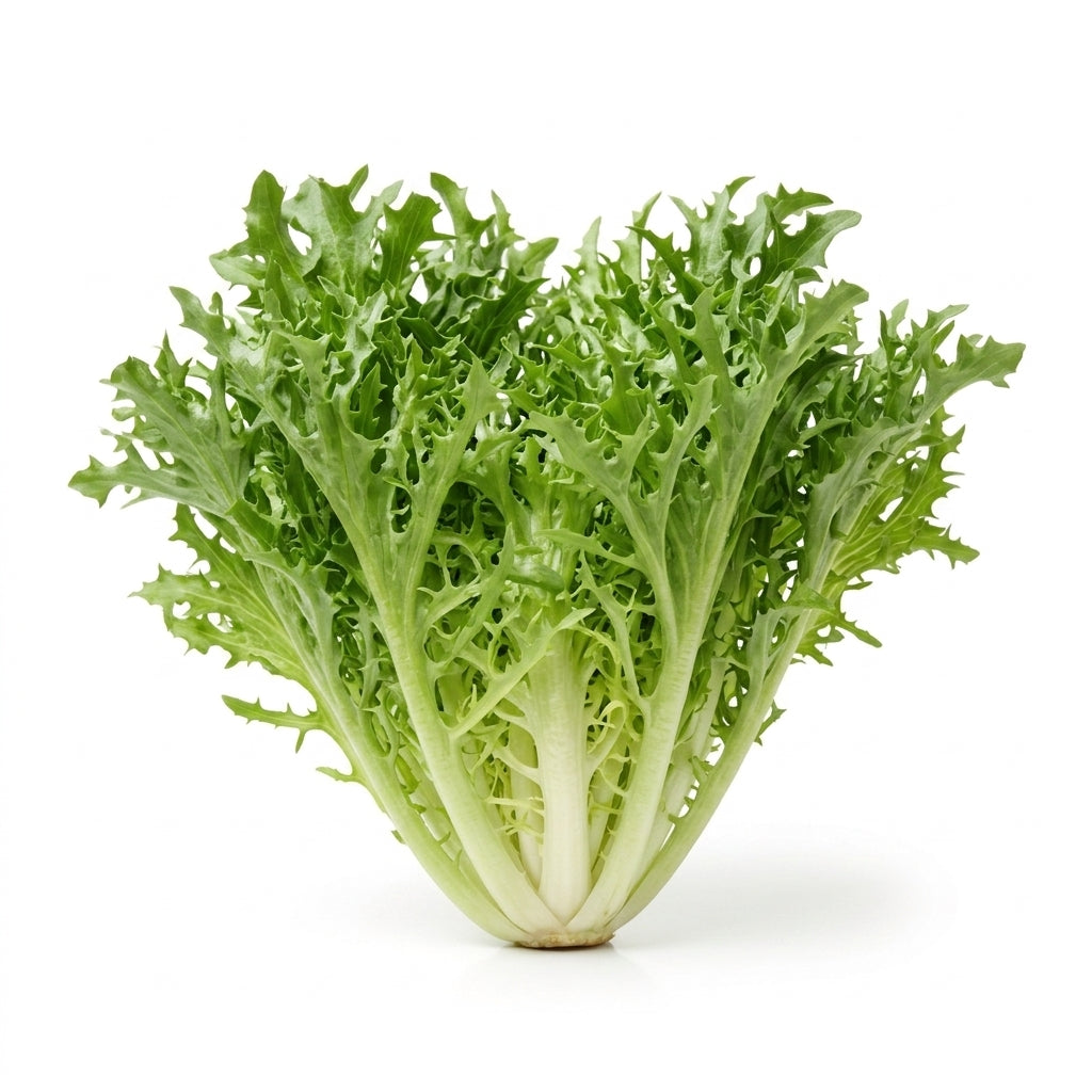 Frisee (Curly Endive) Lettuce