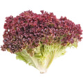 Lollo Rosso Lettuce (Loose-Leaf)