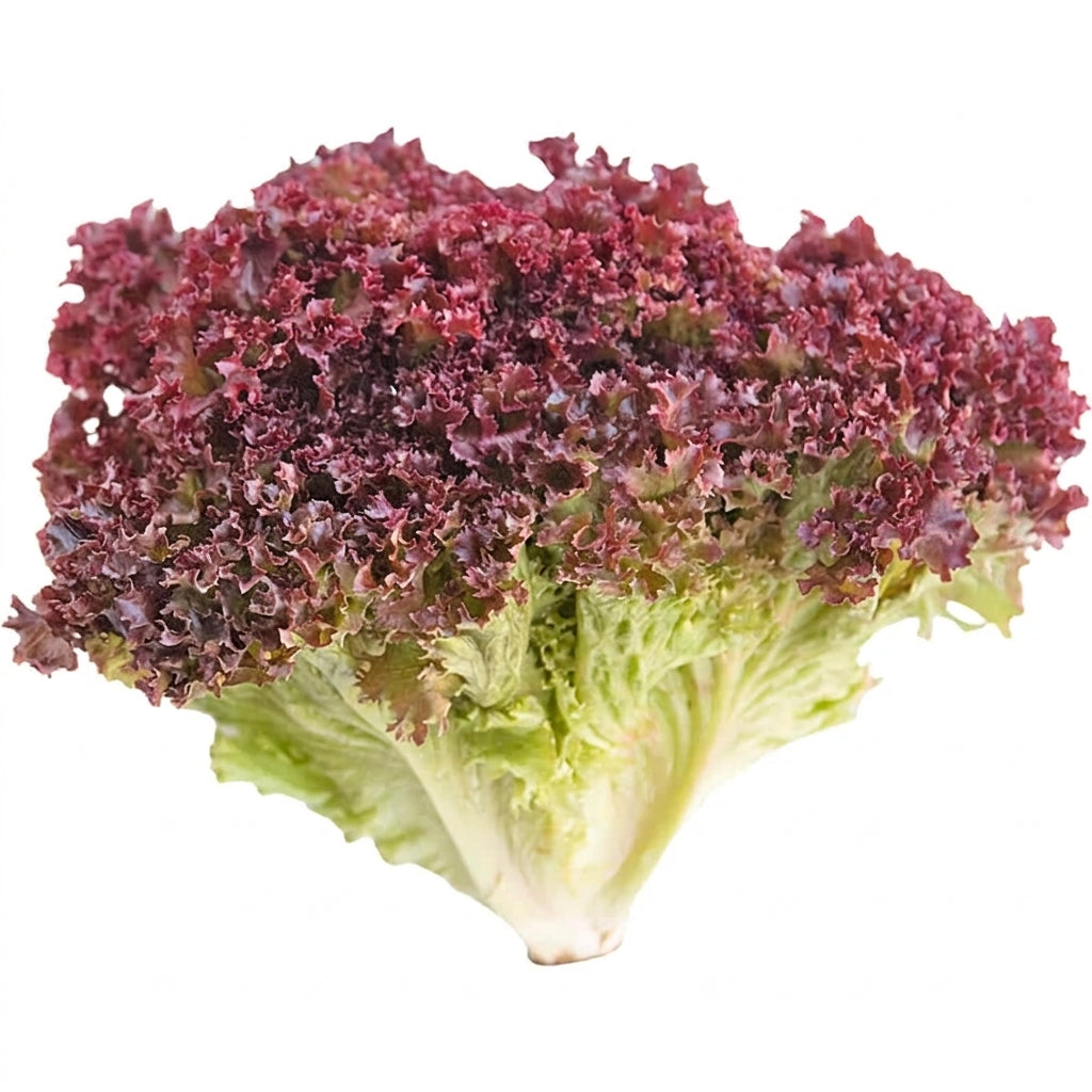 Lollo Rosso Lettuce (Loose-Leaf)