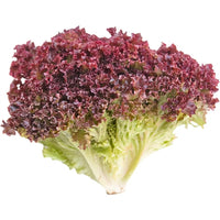 Lollo Rosso Lettuce (Loose-Leaf)