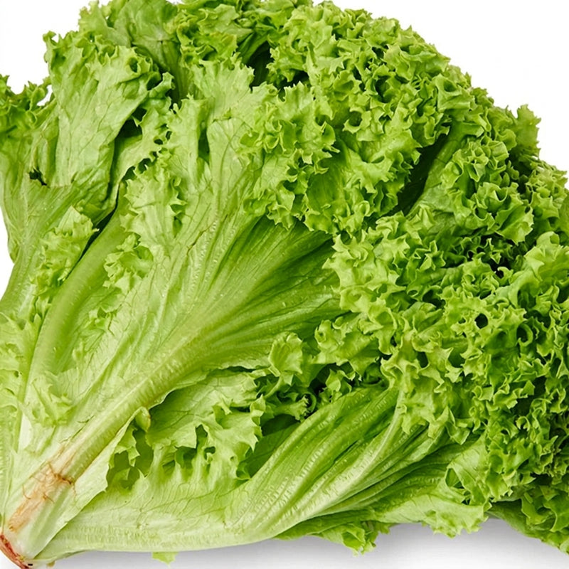 Lollo Bionda Lettuce (Loose-Leaf)