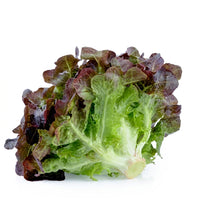 Oakleaf Lettuce (Loose-Leaf)
