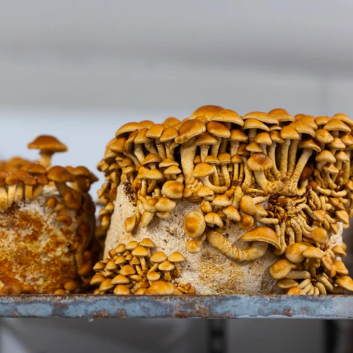 Shiitake