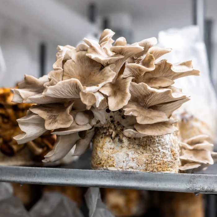 King Oyster (250g)