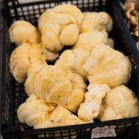 Lion’s Mane