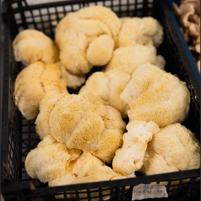 Lion’s Mane