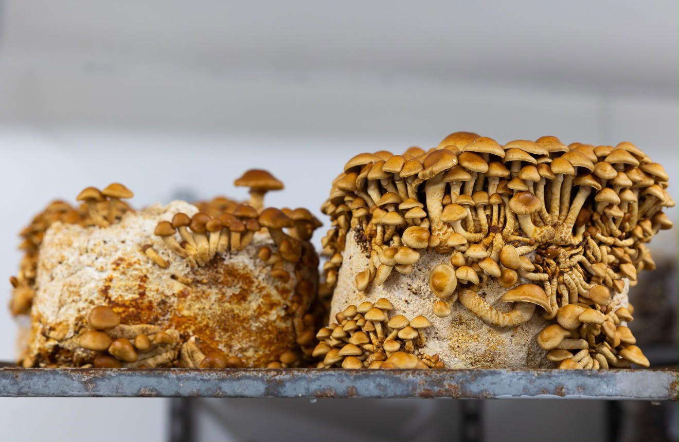 Shiitake