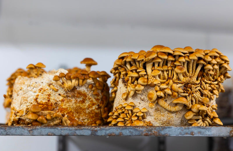 Shiitake