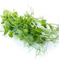 Peashoot Tendril Punnet