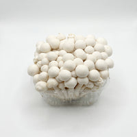 White Hon Shimeji