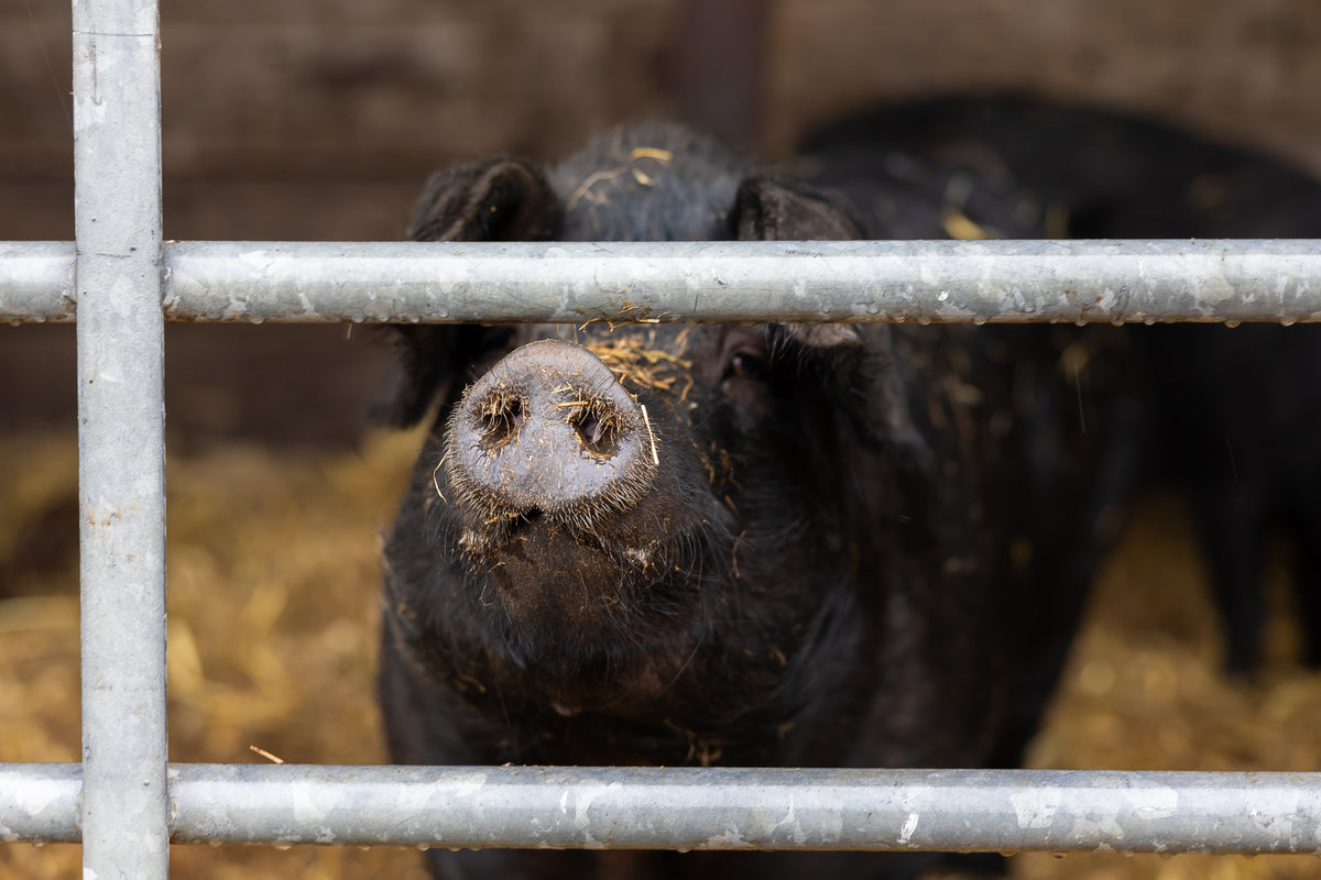 Burscombe Cliff Farm