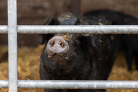 Burscombe Cliff Farm 