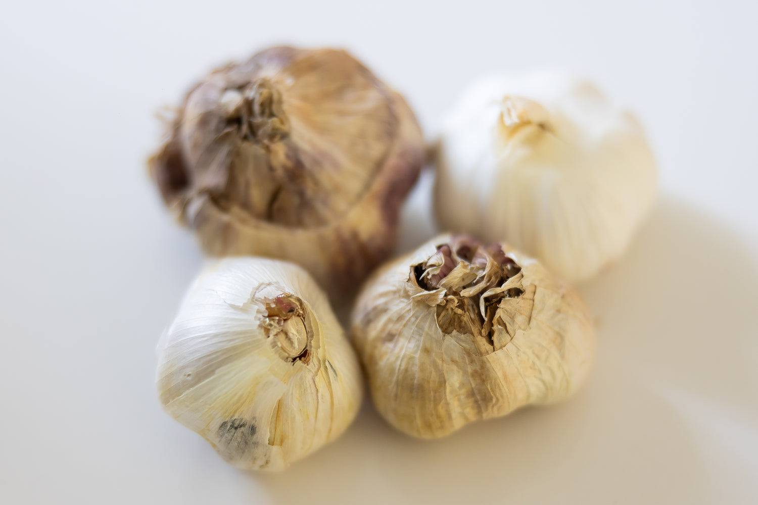 Garlic