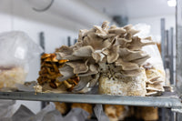 Owley Farm Mushrooms