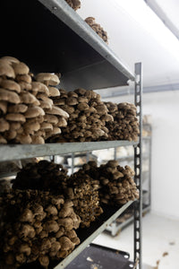 Owley Farm Mushrooms