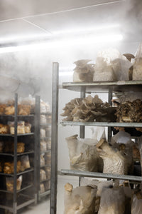Owley Farm Mushrooms