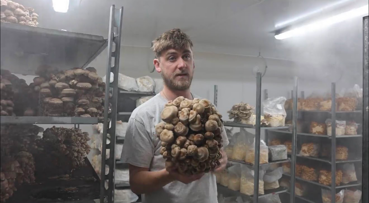 Owley Farm Mushrooms