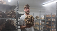 Owley Farm Mushrooms