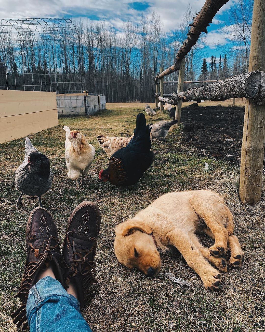 A dog enjoying life at the farm