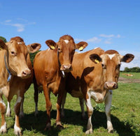 Hinxden Farm Dairy