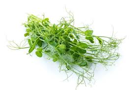 Peashoot Tendril Punnet
