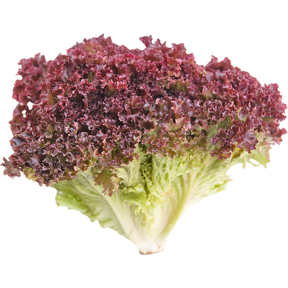 Lollo Rosso Lettuce (Loose-Leaf)