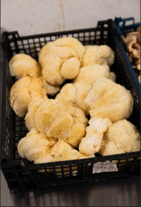 Lion’s Mane