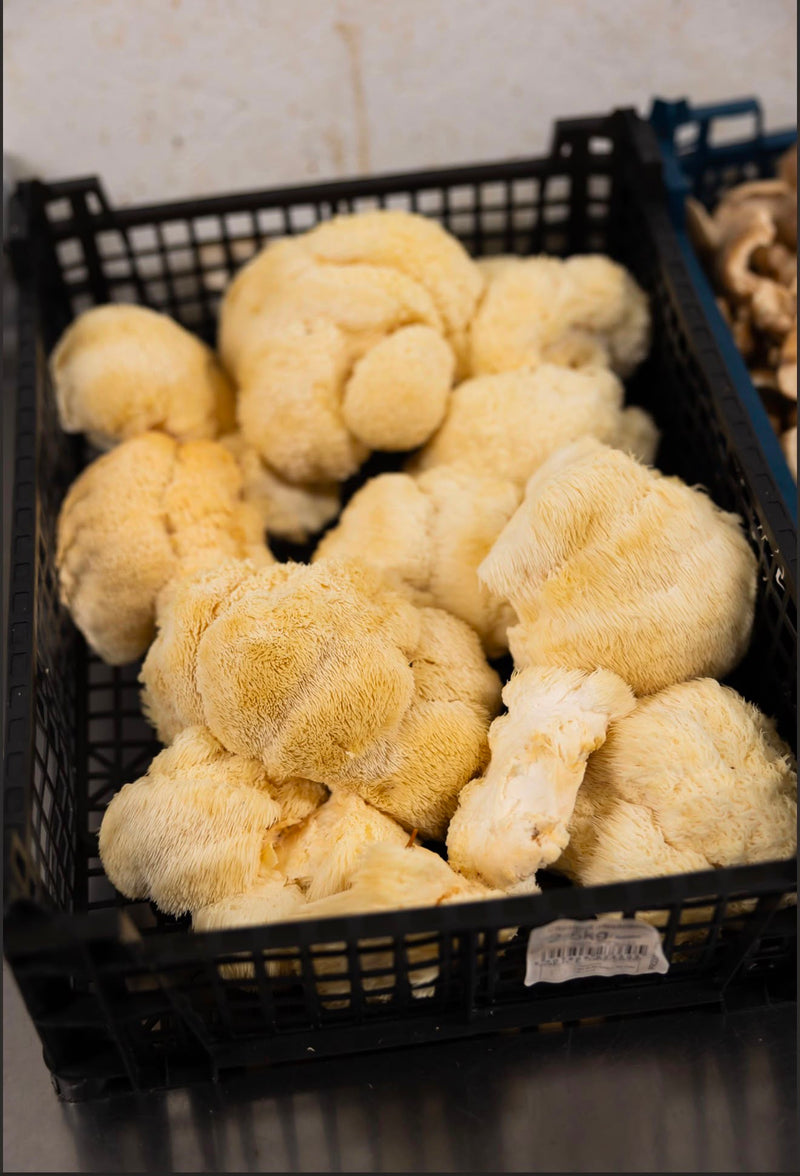 Lion’s Mane