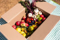 Everyday Fruit Bundle