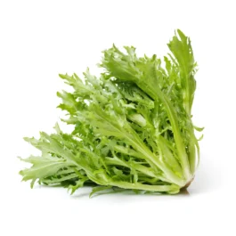 Frisee (Curly Endive) Lettuce