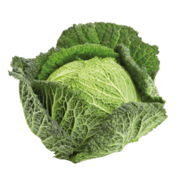 Savoy Cabbage